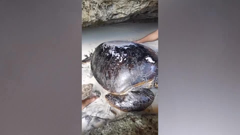 Mới- nóng - Video: Rùa khổng lồ được du khách ưu ái giải cứu