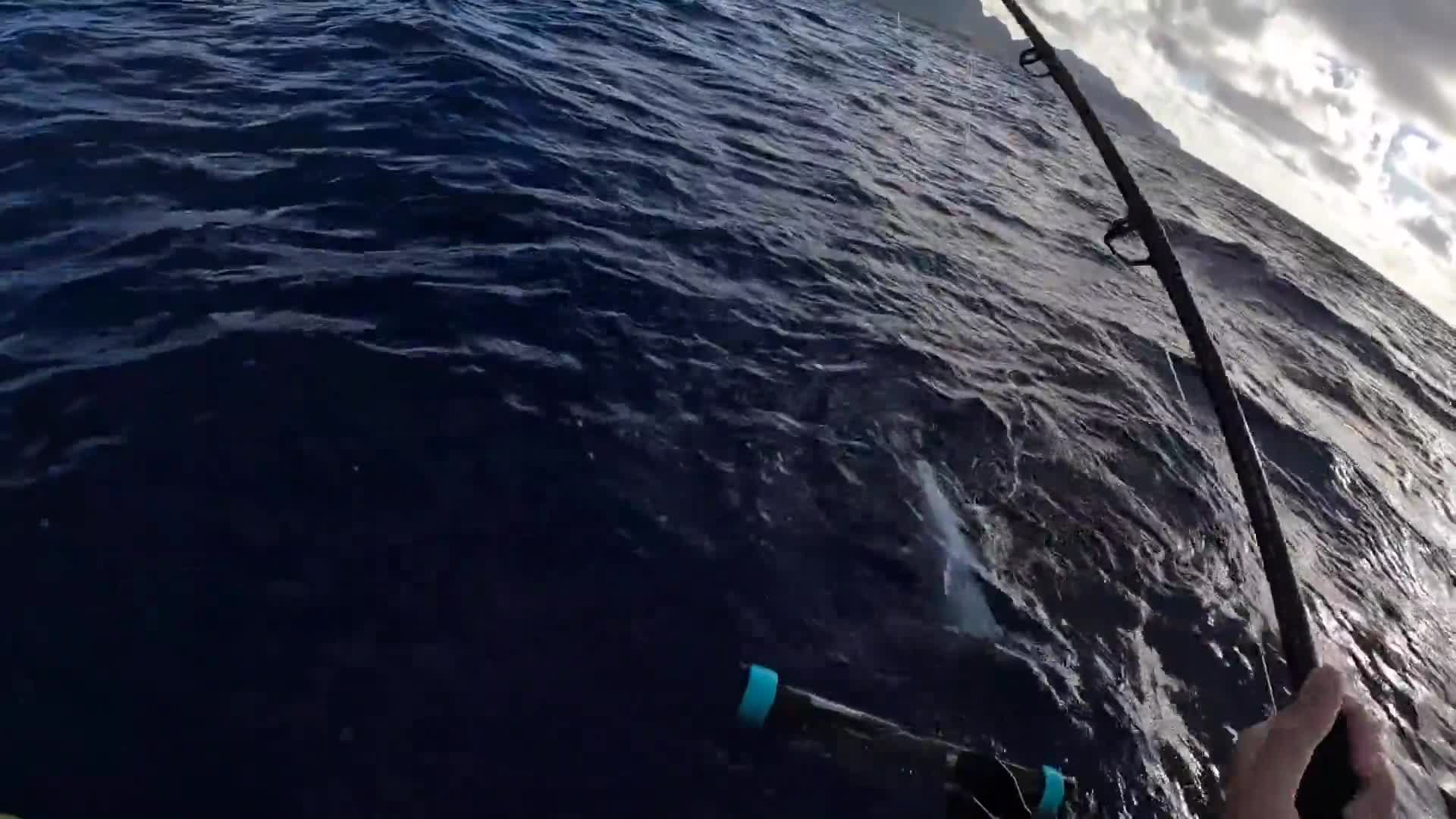 Giải trí - Clip: Cá mập tranh giành 'chiến lợi phẩm' với con người 