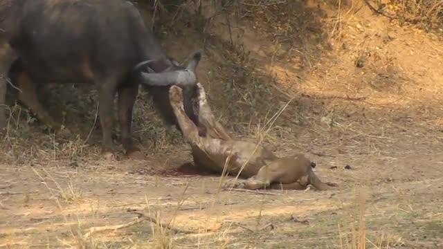 Video - Clip: Kinh hoàng khoảnh khắc sư tử bị trâu rừng húc đến bỏ mạng