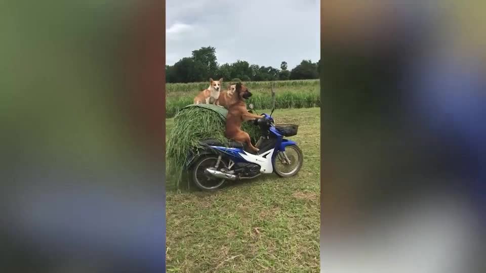 Giải trí - Clip: Chú chó lái xe máy giúp chủ thu hoạch mùa màng