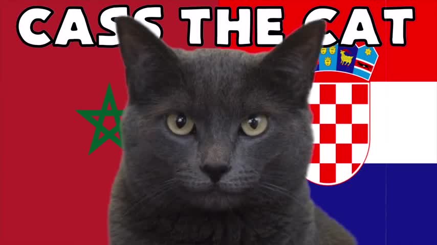 Thể thao - Mèo 'tiên tri” và vẹt vui nhộn dự đoán kết quả trận Ma rốc và Croatia (Hình 2).