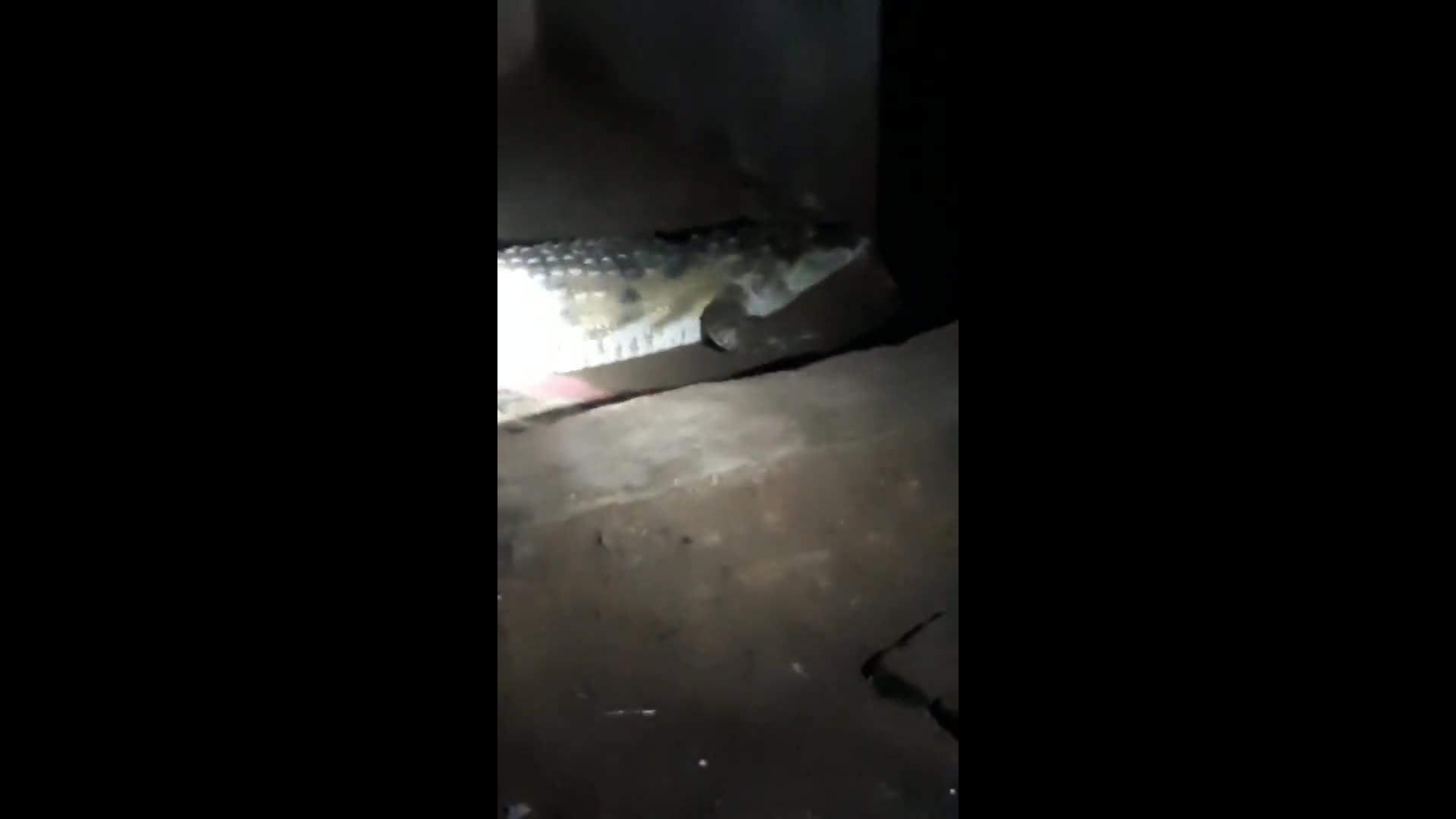 Video - Clip: Bất ngờ phát hiện cá sấu ẩn nập trong nhà (Hình 2).
