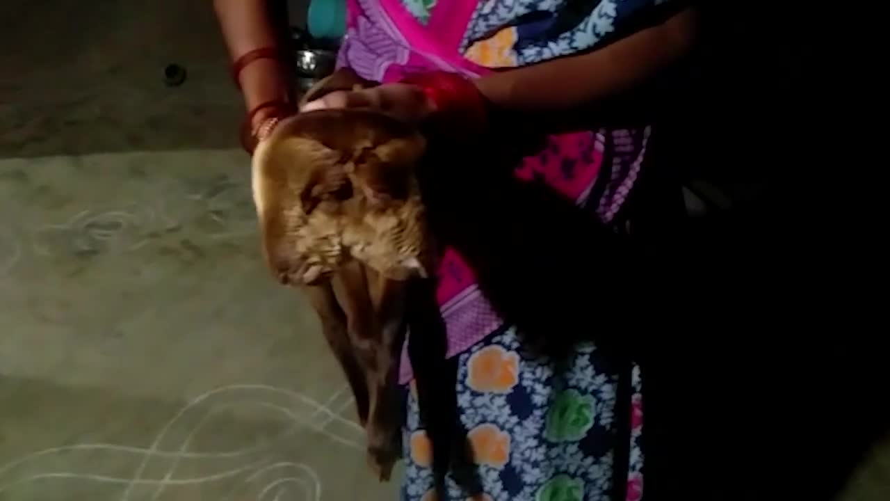 Video - Clip: Hiếm gặp cừu non chào đời với hai đầu vẫn sống sót khỏe mạnh