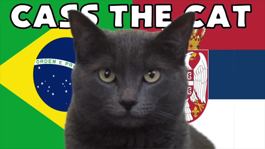 Thể thao - “Mèo tiên tri” và “thần rùa” dự đoán kết quả trận Brazil và Serbia (Hình 3).