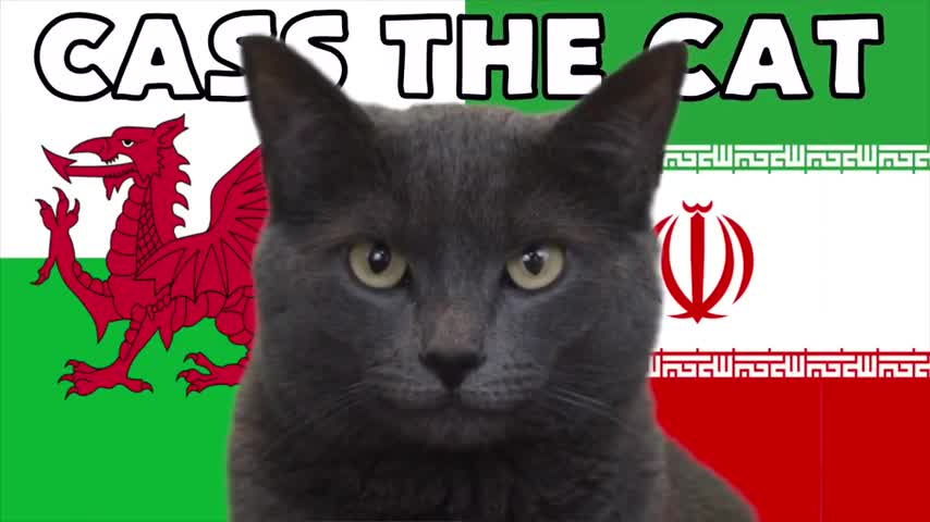 Thể thao - “Mèo tiên tri” và đại bàng Romeo dự đoán kết quả trận Xứ Wales và Iran (Hình 3).