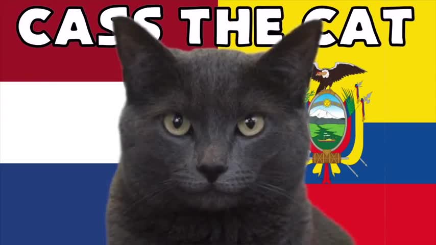 Thể thao - “Mèo tiên tri” và “thần rùa” dự đoán kết quả trận Hà Lan và Ecuador (Hình 3).