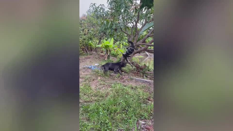 Video - Clip: Pitbull hung hăng cắn đuôi thằn lằn khổng lồ rồi lôi khỏi cây