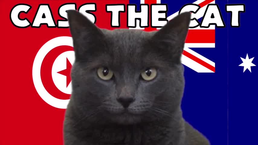 Thể thao - “Mèo tiên tri” và đại bàng Romeo dự đoán kết quả trận Tunisia và Australia (Hình 3).