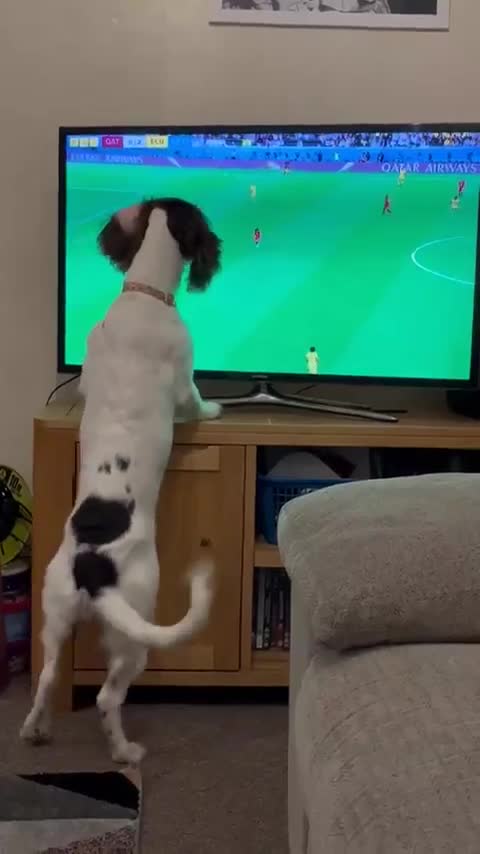 Video - Clip: Chú chó hào hứng đuổi theo quả bóng quanh màn hình tivi