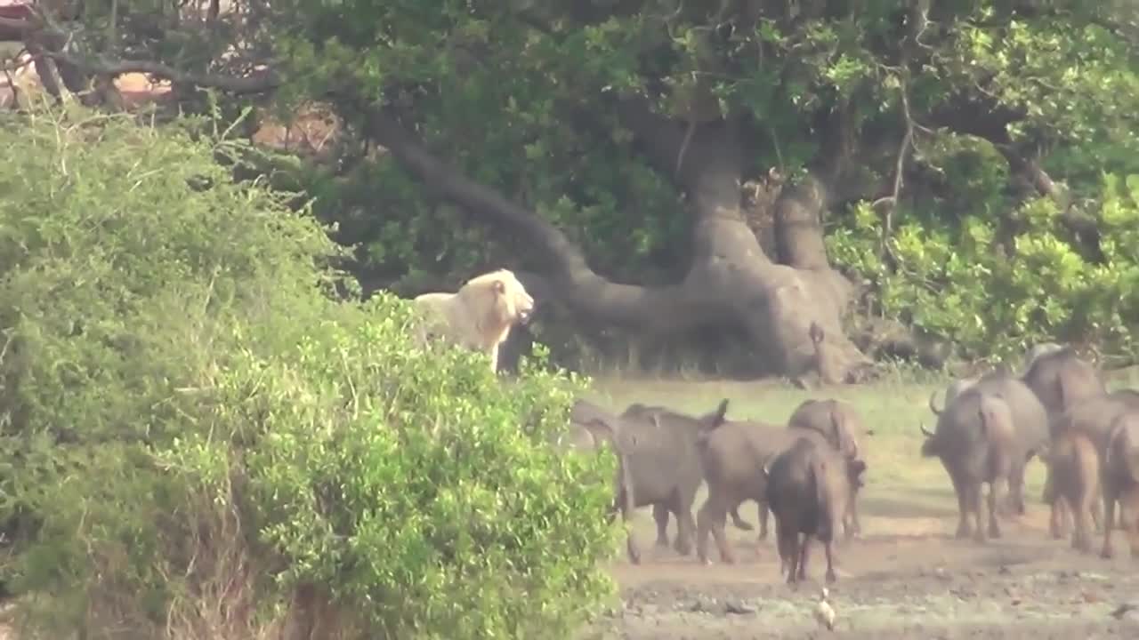 Video - Clip: Sư tử trắng bị đàn trâu rừng truy sát và cái kết bất ngờ