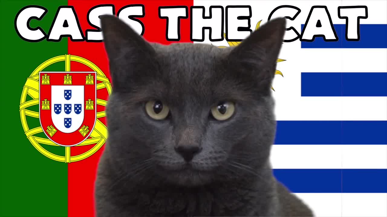 Thể thao - “Mèo tiên tri” và “thần rùa” dự đoán kết quả trận Bồ Đào Nha và Urugua (Hình 3).