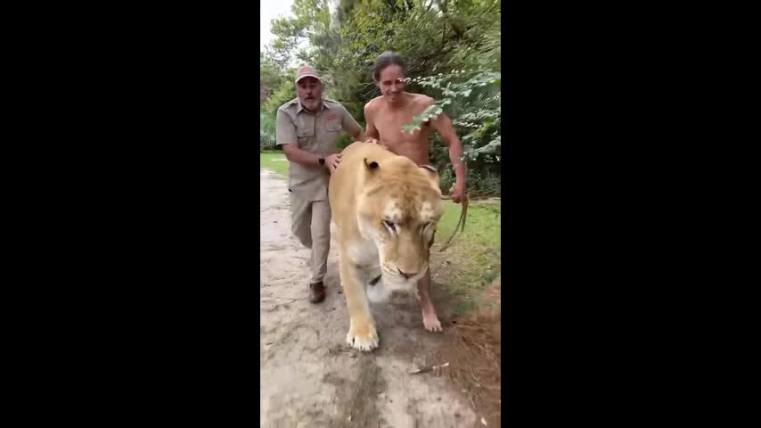 Video - Clip: Cận cảnh 'quái thú' nửa hổ, nửa sư tử có cân nặng gần 420kg