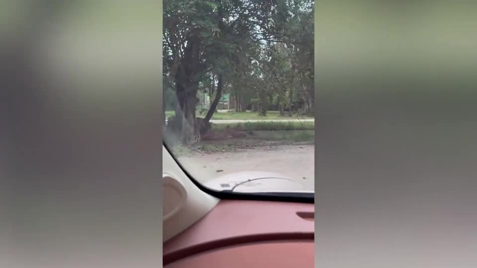 Mới- nóng - Video: Bị sư tử hung hãn rượt đuổi, du khách la hét phóng xe bỏ chạy