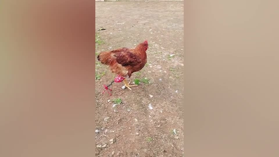Mới- nóng - Video: Chú gà trống lò cò với chân 'gỗ' gây chú ý