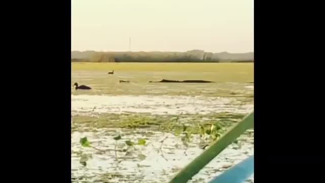 Video - Clip: Cảnh cá sấu săn vịt ghê rợn như trong phim “Công viên kỷ Jura”