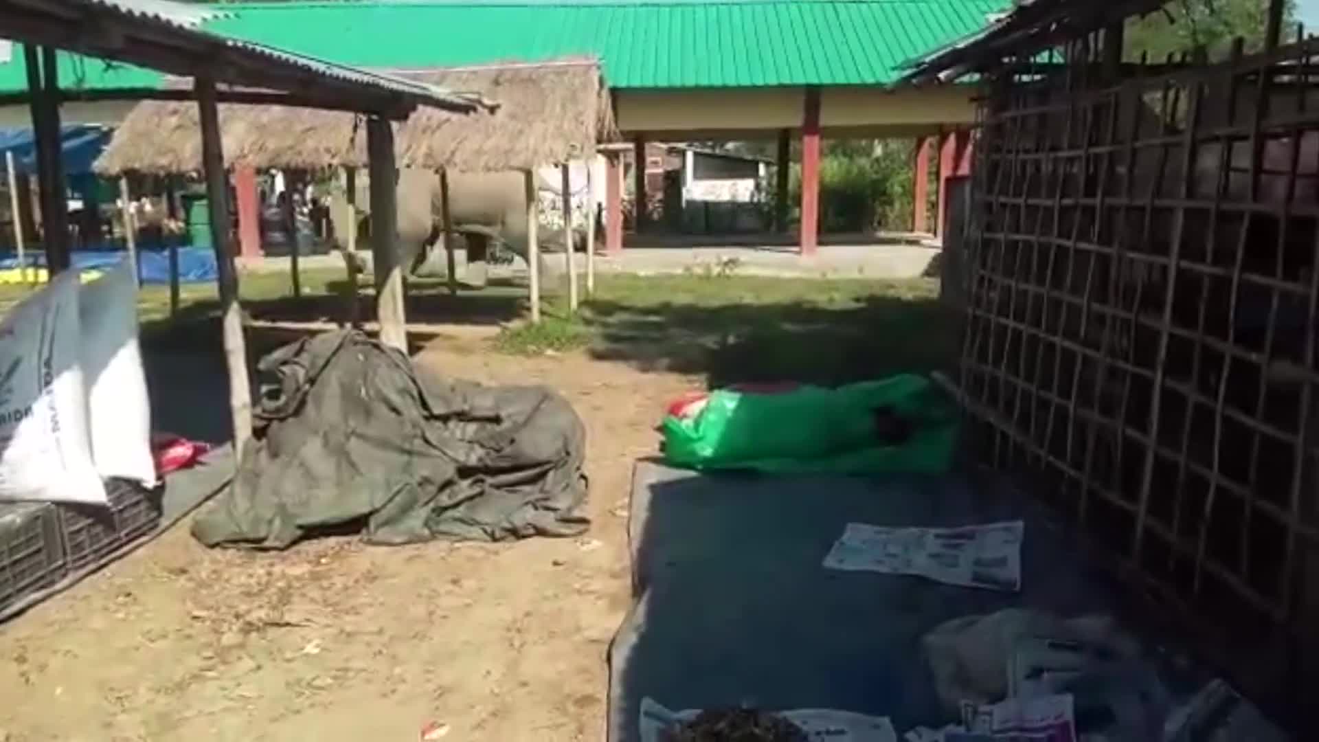 Video - Clip: Người dân hoảng loạn khi đàn voi đi lạc vào trang trại chè