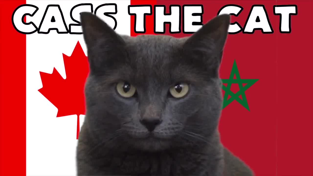 Thể thao - “Mèo tiên tri” đưa ra dự đoán sốc về kết quả trận Canada và Maroc (Hình 3).