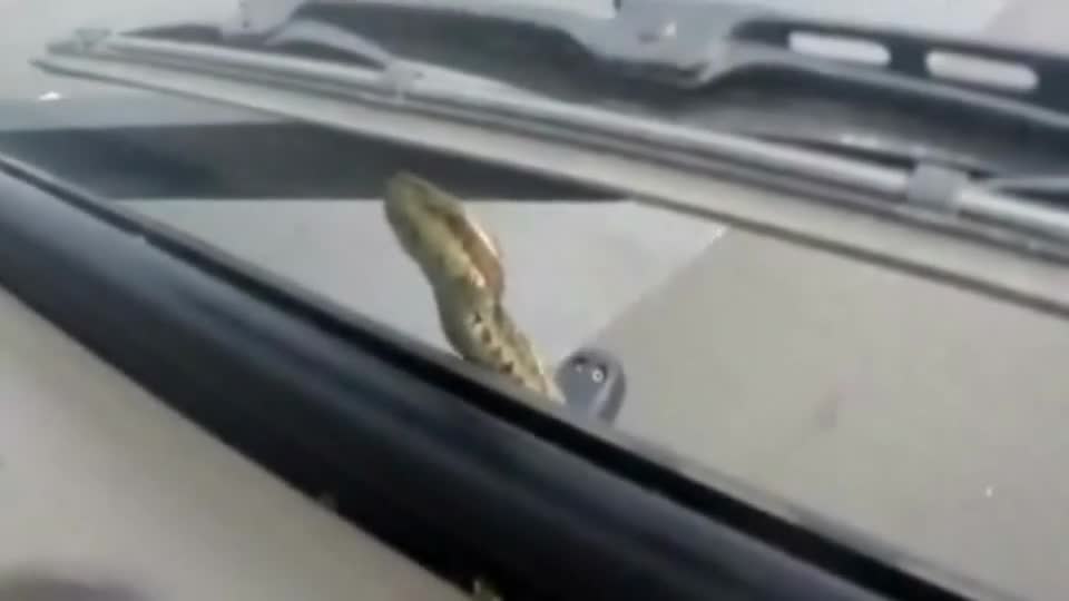 Mới- nóng - Clip: Kinh hãi rắn bò lổm ngổm trên xe ô tô