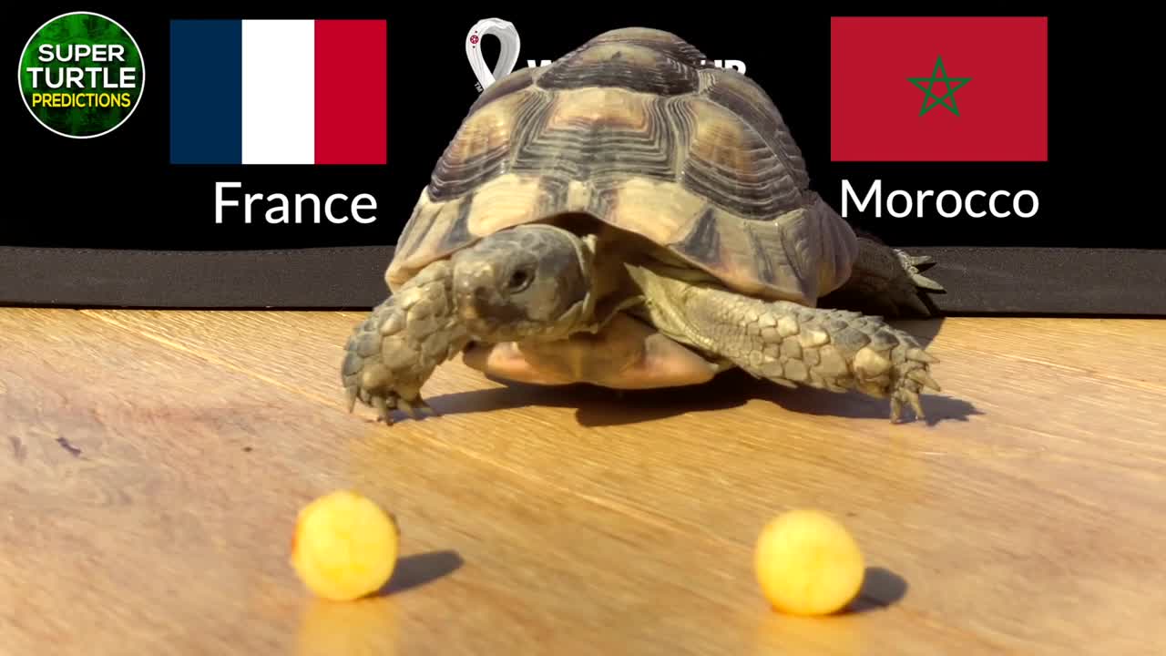 Thể thao - “Thần rùa” dự đoán kết quả trận Pháp và Maroc (Hình 2).
