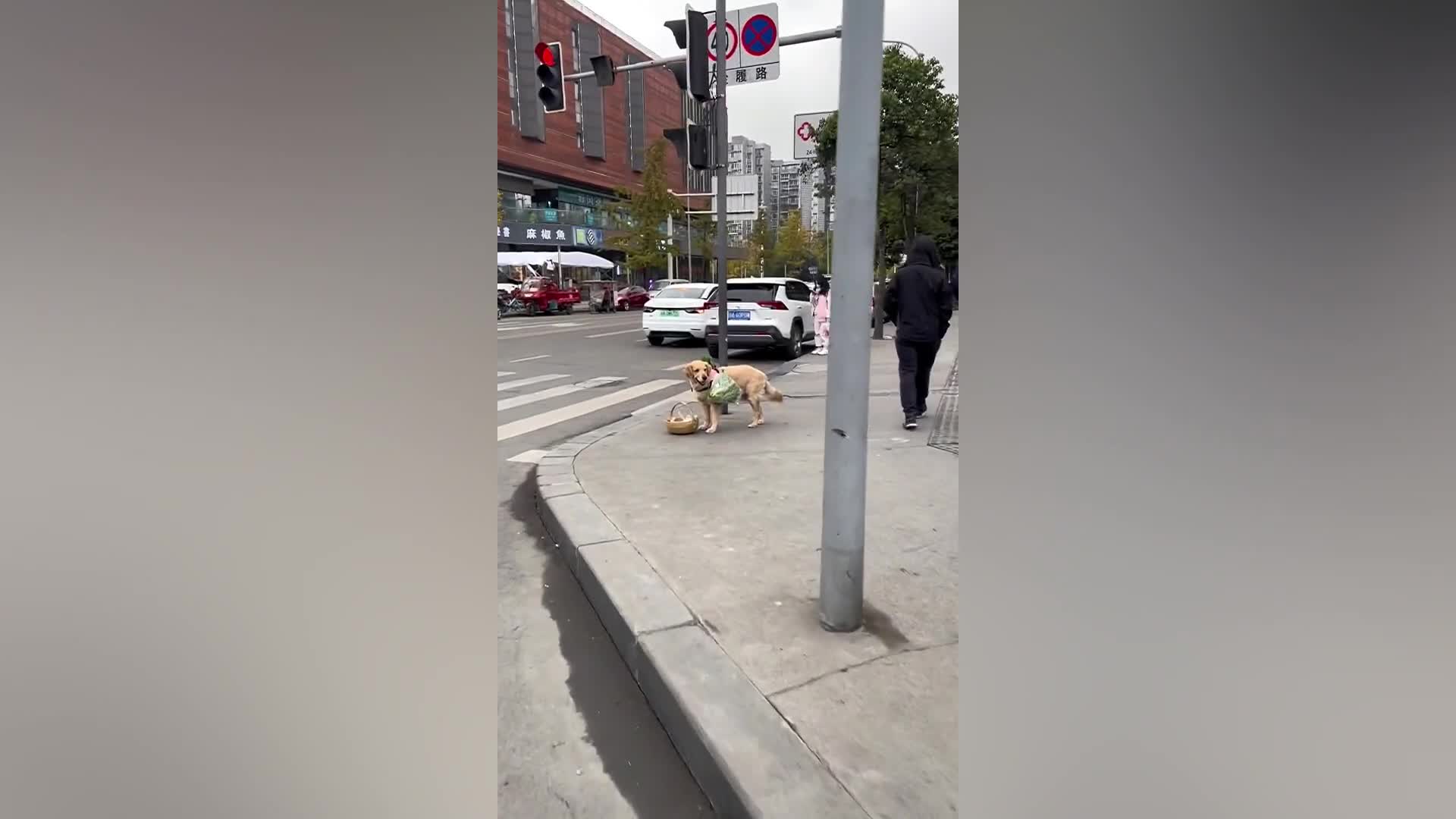 Video - Clip: Chú chó 'tinh ma' biết đi đi chợ như người