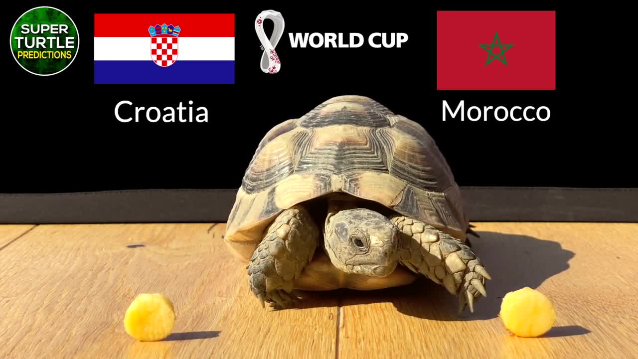 Thể thao - “Thần rùa” dự đoán bất ngờ về kết quả trận Croatia và Maroc (Hình 2).