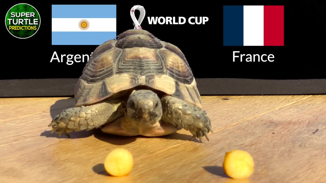 Thể thao - “Thần rùa' dự đoán bất ngờ về trận chung kết giữ Argentina và Pháp (Hình 2).