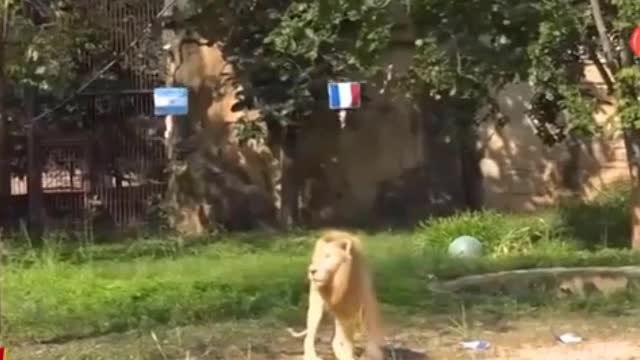 Thể thao - Sư tử “ngoại cảm” dự đoán bất ngờ về trận chung kết Argentina và Pháp (Hình 2).
