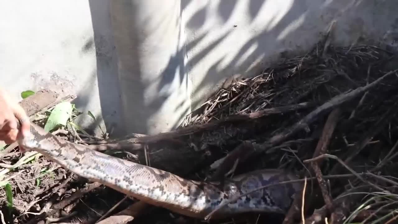 Video - Clip: Vây bắt trăn khổng lồ trong vườn cây