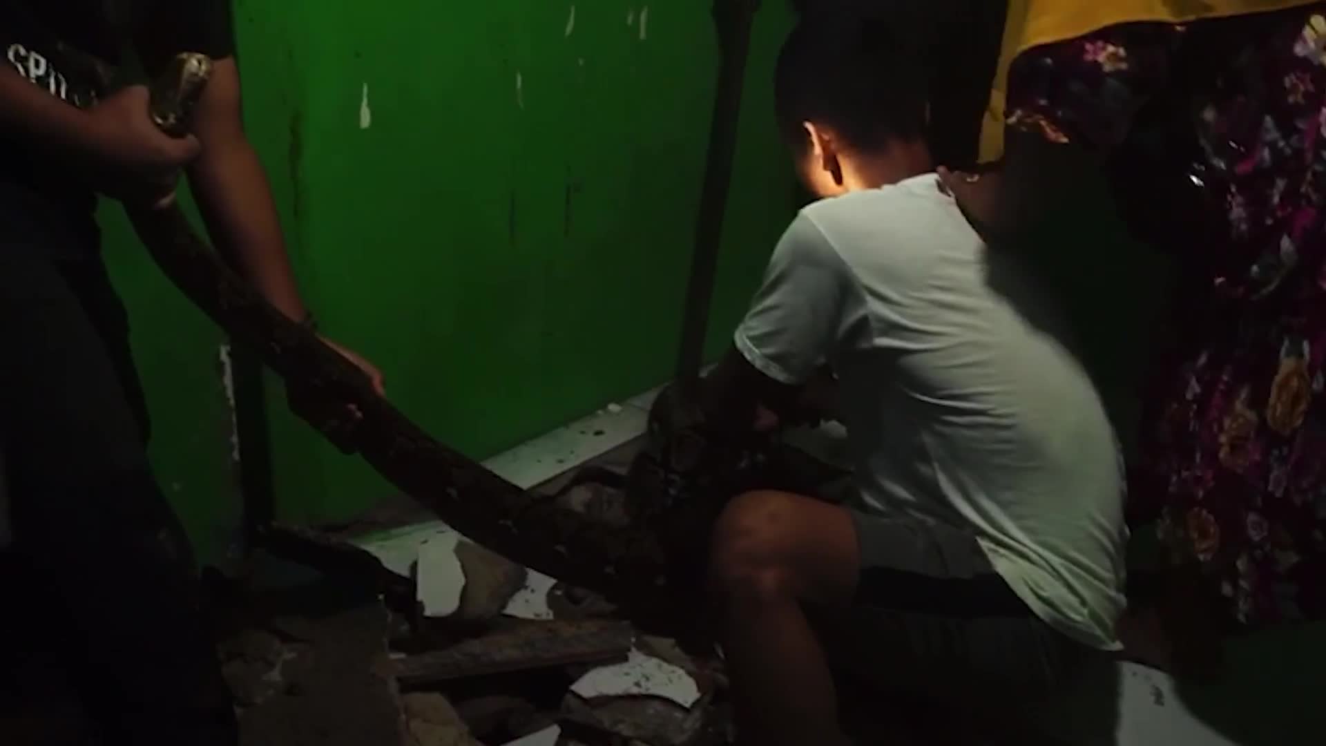 Video - Clip: Vây bắt trăn khổng lồ ẩn nấp dưới sàn nhà