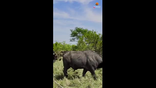Video - Clip: Sư tử đơn độc, bị đàn trâu rừng 'đánh hội đồng'