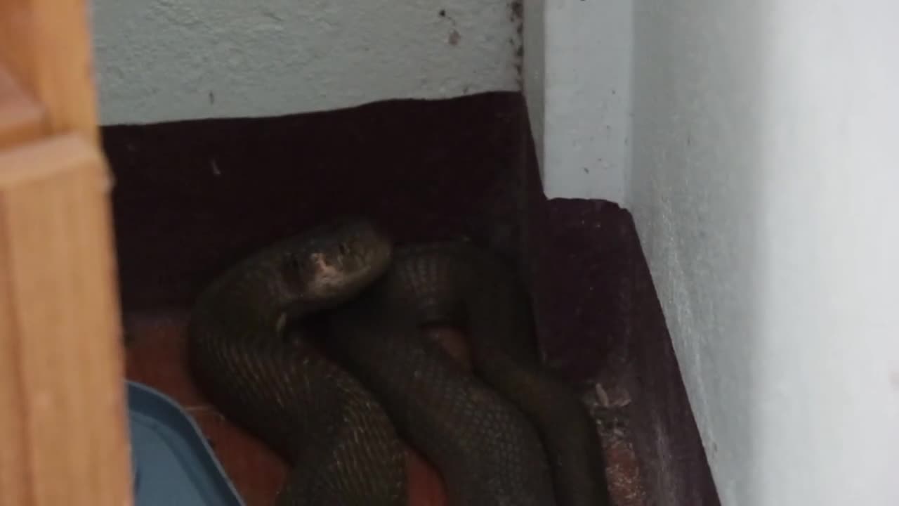 Video - Clip: Hoảng hồn thấy rắn hổ mang chúa cực độc 'dạo chơi' trong phòng khách