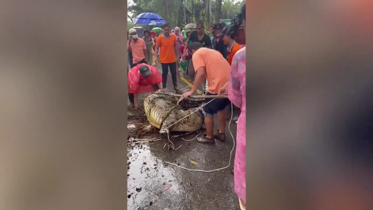 Video - Clip: Dân làng vật lộn vây bắt cá sấu 'khủng' nặng gần 500kg