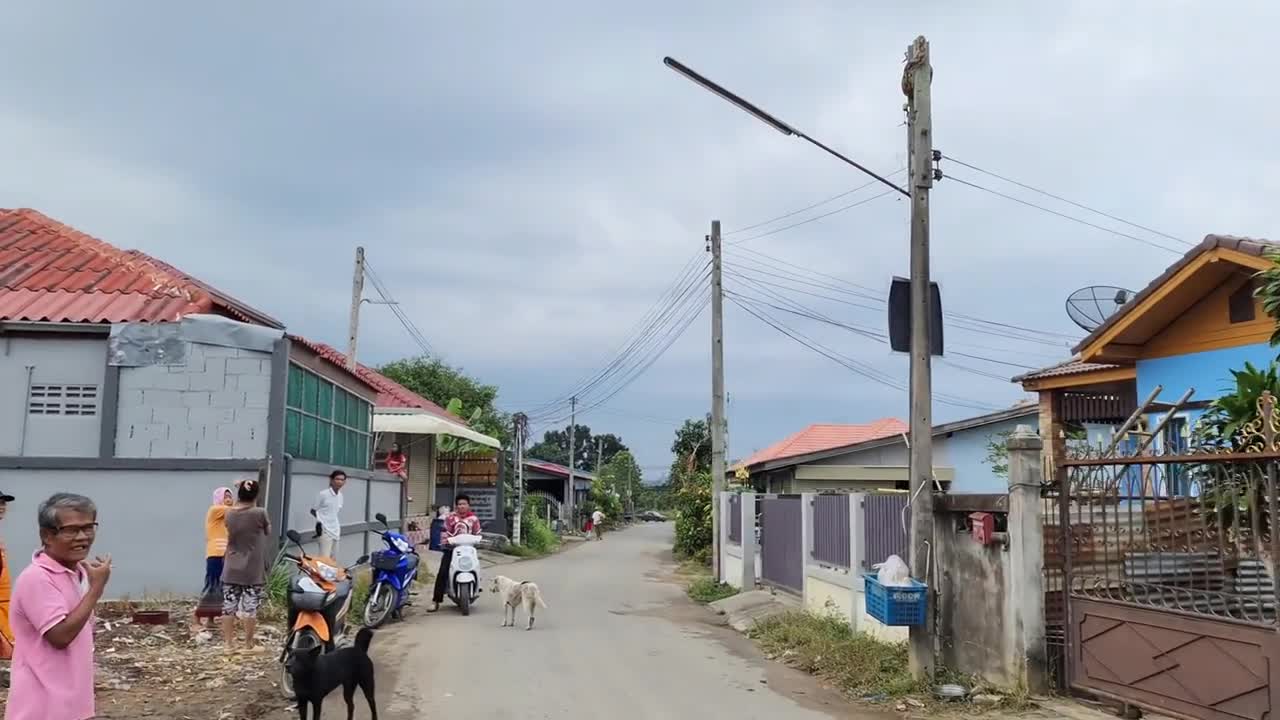 Video - Clip: Bị chó truy đuổi, trăn khủng sợ hãi trèo lên cột điện lánh nạn