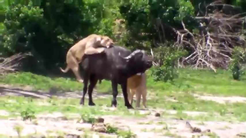 Video - Clip: Sư tử đực thản nhiên đứng nhìn bạn tình tử chiến với trâu rừng