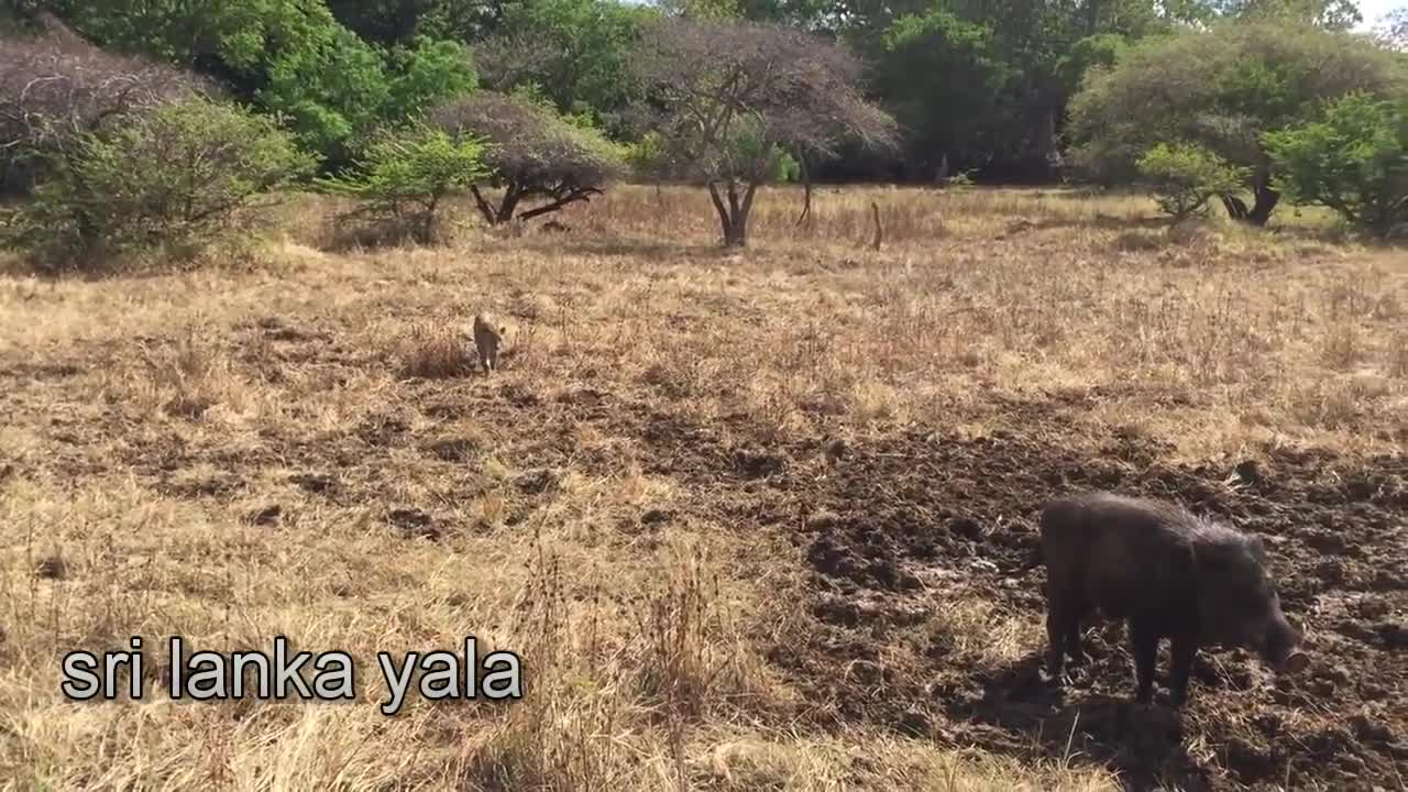 Video - Clip: Quá nhát gan, báo săn bị lợn rừng đuổi chạy 'trối chết'