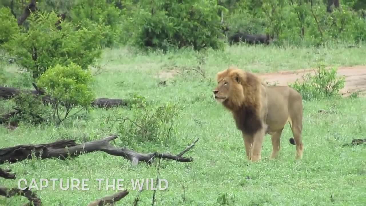 Video - Clip: Cả gan 'trêu ngươi' sư tử, trâu rừng nhận cái kết thảm khốc