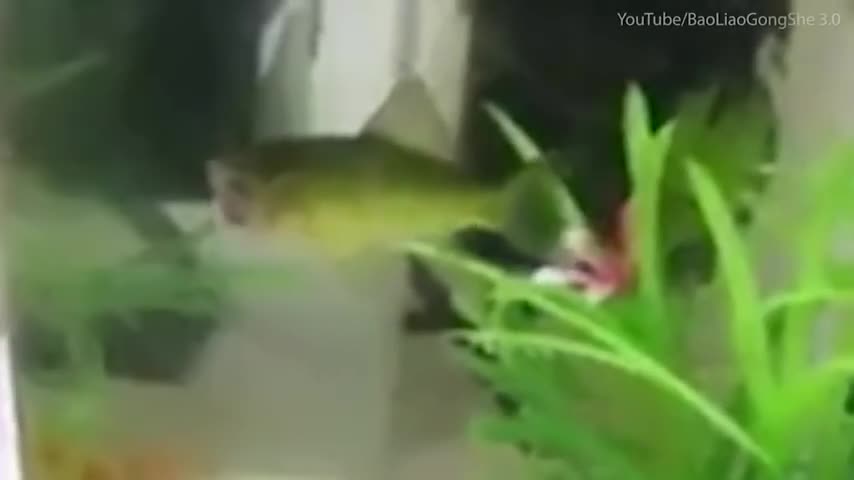Video - Clip: Kỳ lạ cá mất đầu vẫn bơi lội tung tăng trong bể