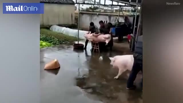 Video - Clip: Lợn xông vào tấn công người giải cứu đồng loại sắp bị thịt