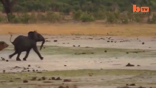Video - Clip: Sư tử rượt đuổi, nhảy lên lưng hạ sát voi rừng và cái kết