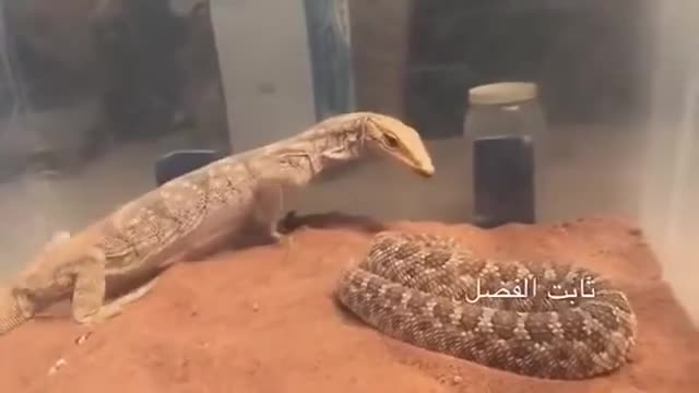 Video - Clip: Kỳ đà chủ động tấn công rắn độc và cái kết đầy bất ngờ