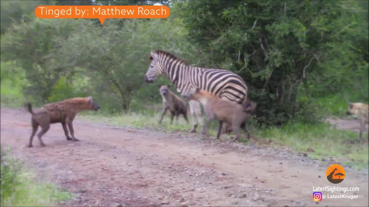 Video - Clip: Ngựa vằn tử chiến 5 linh cẩu để giành sự sống và cái kết gay cấn