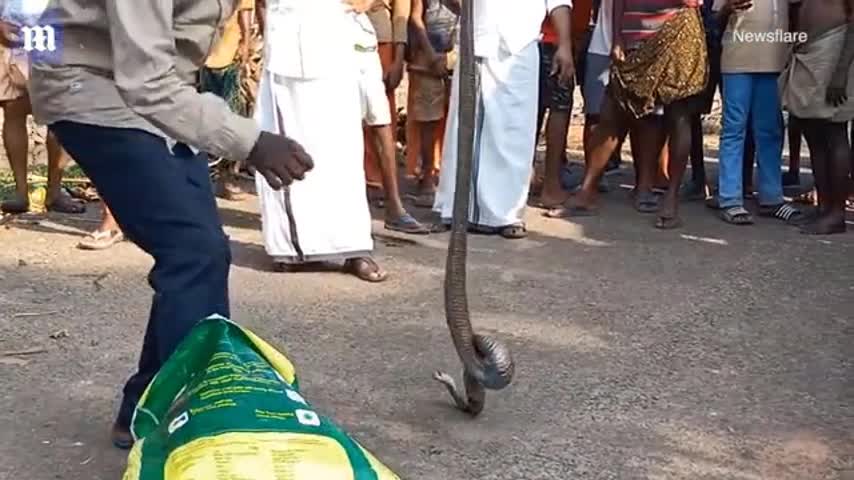 Video - Clip: Dùng tay không bắt rắn hổ mang, người đàn ông bị cắn vào chân