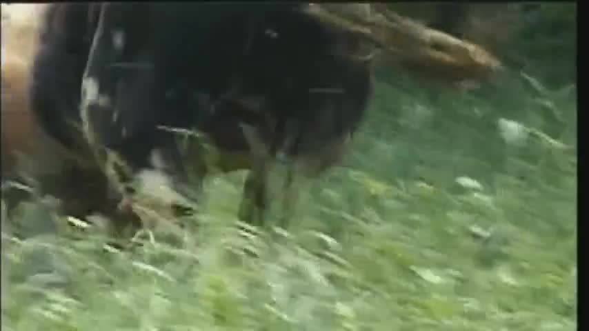 Video - Clip: Hổ dữ chật vật nhảy lên lưng hạ sát bò sữa và cái kết