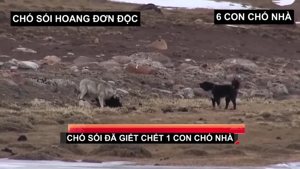 Video - Clip: Chó sói đơn độc tử chiến 6 chó nhà và cái kết 'chưa từng thấy'