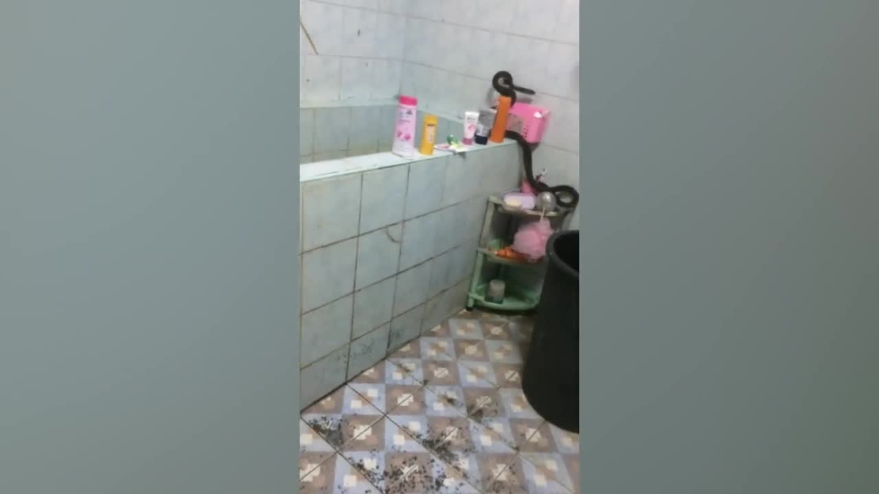 Video - Clip: Rắn khổng lồ bò trong phòng tắm, người phụ nữ hoảng sợ la hét