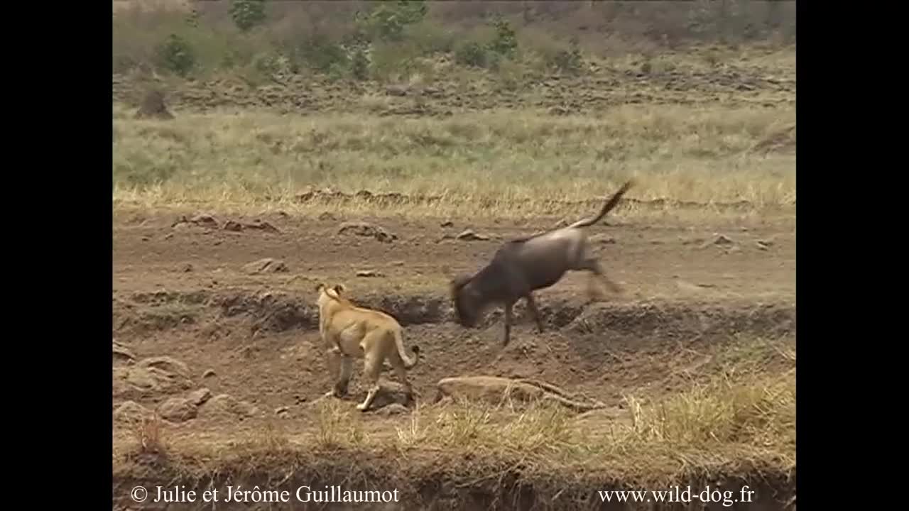 Video - Clip: Bị truy sát, linh dương đầu bò húc văng sư tử và cái kết