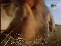 Video - Clip: Bị rắn hổ mang phun nọc độc vào mắt, sư tử hoảng sợ bỏ chạy