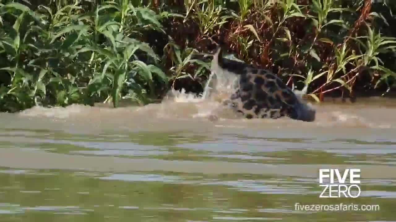 Video - Clip: Báo đốm phi thân xuống nước đoạt mạng cá sấu nhanh như chớp