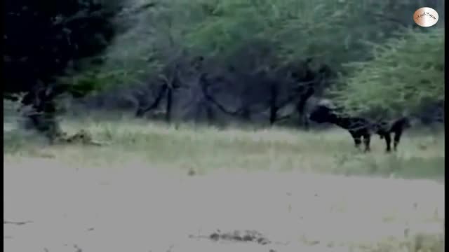 Video - Clip: Trâu rừng nổi điên húc chết sư tử cái rồi lạnh lùng bỏ đi