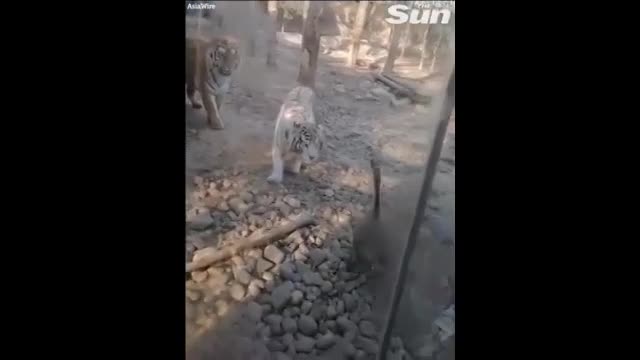 Video - Clip: Hổ trắng bị ngỗng đuổi đánh và cái kết đầy hài hước